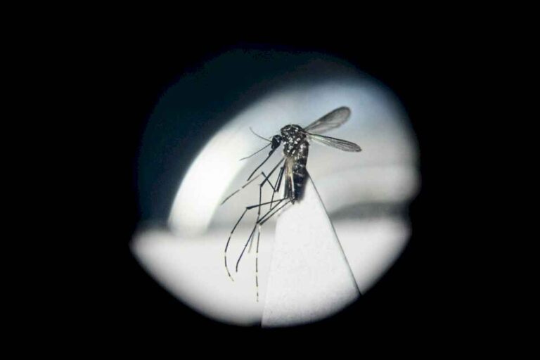 dengue:-la-conain-recomendo-al-gobierno-comenzar-una-implementacion-focalizada-de-la-vacuna