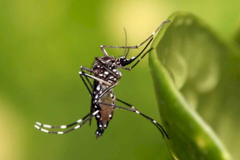 dengue:-por-que-se-producen-las-muertes-y-cuales-son-los-sintomas-de-alarma