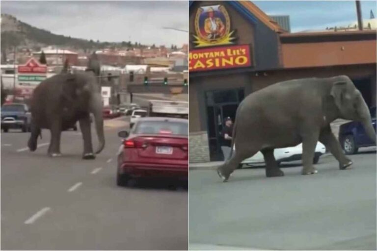 estados-unidos.-un-elefante-se-escapo-de-un-circo-en-montana-y-camino-por-toda-la-ciudad