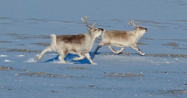 Pequeños, robustos y con abrigo natural, así sobreviven los renos de Svalbard al desierto ártico