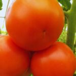 278842-investigacion-y-desarrollo-en-el-desafio-por-recuperar-el-sabor-del-tomate