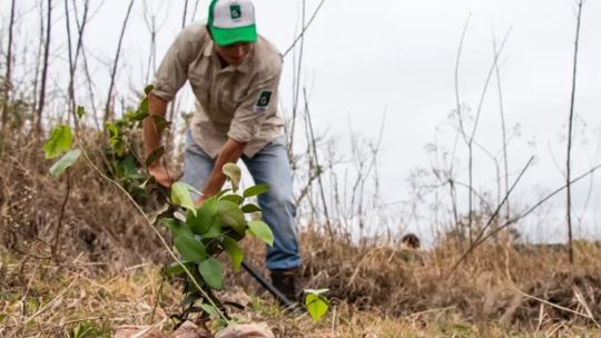 Plantarán más de 36.000 árboles en la selva misionera