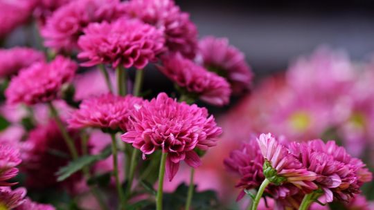 La planta que crece en otoño, es fácil de cuidar y alegra el jardín con sus flores de colores