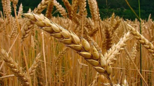 Bioceres también incumplió el pago de deuda y se suma a otros defaults del agro
