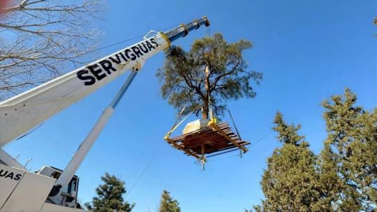 Villa Allende: para la Municipalidad el traslado del quebracho fue «impecable»