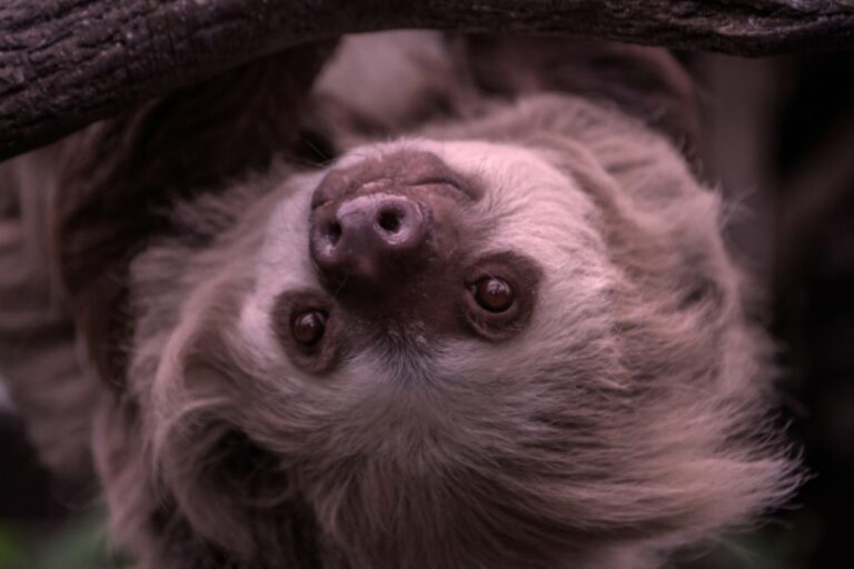 Exposición del zoológico de Nueva York reabre después de 16 años con una exhibición de animales inusuales