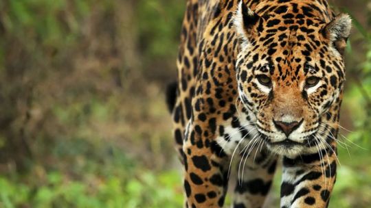 Fallo histórico en Formosa: cuatro condenados a 2 años de prisión por la caza de un yaguareté