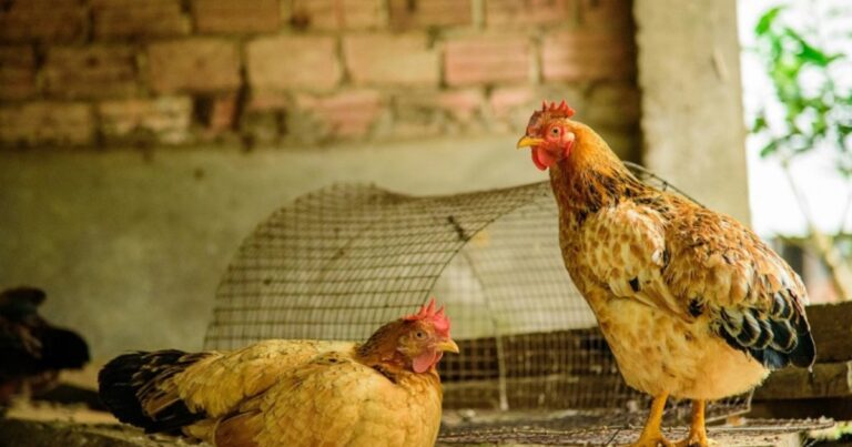 Alarma: detectaron un caso positivo de influenza aviar en aves de traspatio en una de las principales provincias avícolas