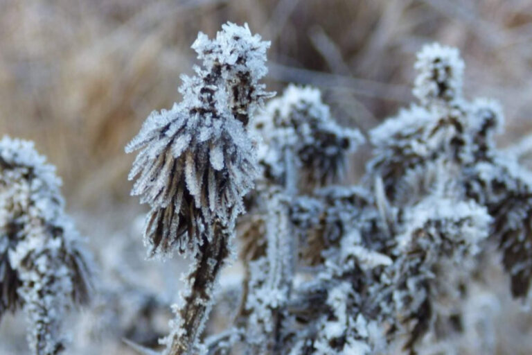 Ola polar en Córdoba: temperaturas bajo cero y heladas