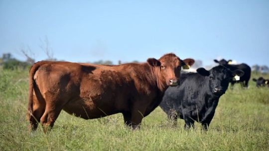 «Tenemos los mismos millones de cabezas de ganado que en 1980, pero casi el doble de habitantes
