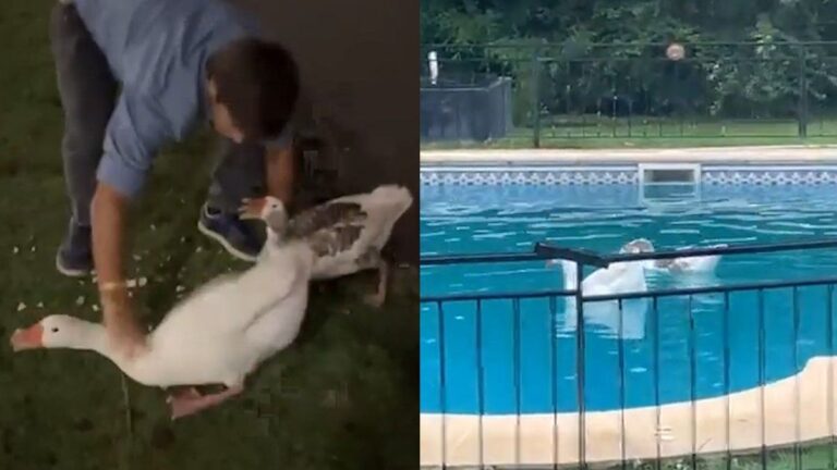 Video: robó dos gansos de los Lagos de Palermo y los llevó a su pileta