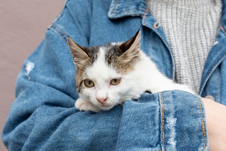 Cómo quitar los pelos del gato de la ropa sin percudirla y con técnicas sustentables